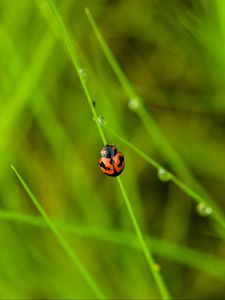 Preview wallpaper ladybug, grass, dew, insect, macro