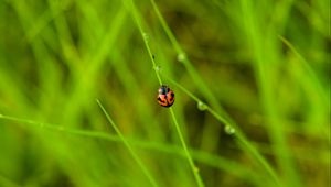 Preview wallpaper ladybug, grass, dew, insect, macro