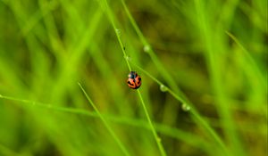 Preview wallpaper ladybug, grass, dew, insect, macro