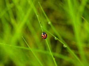 Preview wallpaper ladybug, grass, dew, insect, macro