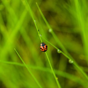 Preview wallpaper ladybug, grass, dew, insect, macro