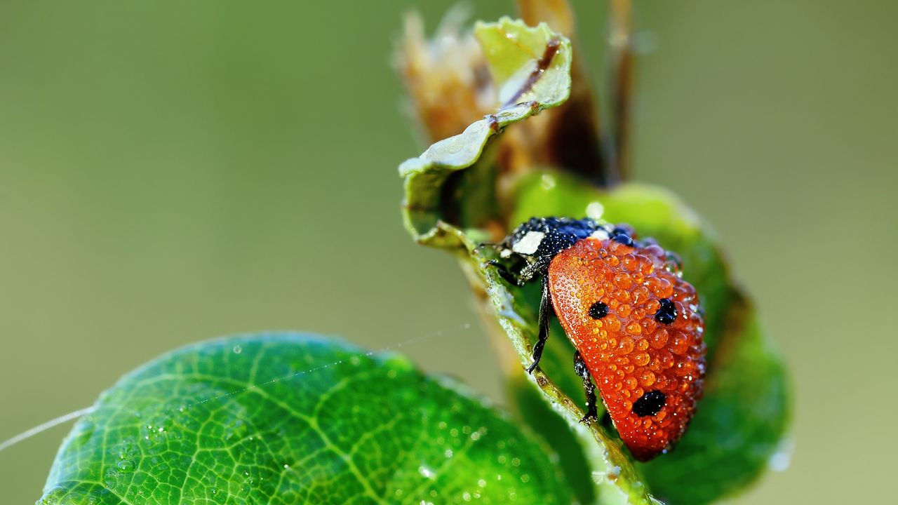 Wallpaper ladybug, grass, drops, dew, wet