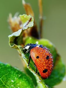 Preview wallpaper ladybug, grass, drops, dew, wet
