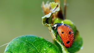 Preview wallpaper ladybug, grass, drops, dew, wet