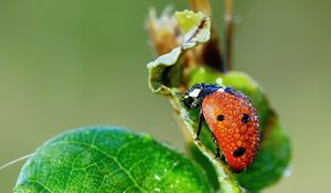 Preview wallpaper ladybug, grass, drops, dew, wet