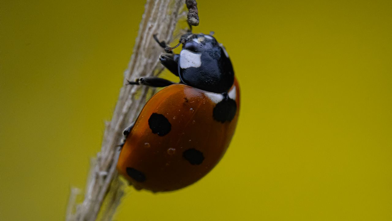 Wallpaper ladybug, grass, dry, macro