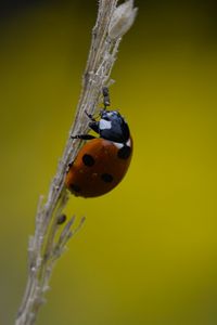 Preview wallpaper ladybug, grass, dry, macro