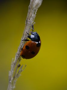 Preview wallpaper ladybug, grass, dry, macro