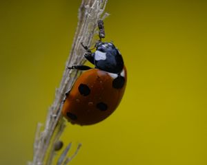 Preview wallpaper ladybug, grass, dry, macro