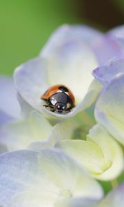 Preview wallpaper ladybug, grass, flowers, crawling, insect