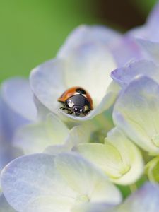 Preview wallpaper ladybug, grass, flowers, crawling, insect