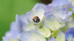 Preview wallpaper ladybug, grass, flowers, crawling, insect