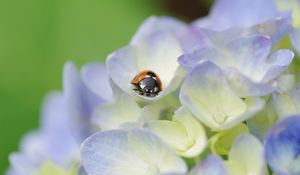 Preview wallpaper ladybug, grass, flowers, crawling, insect