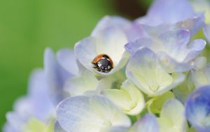 Preview wallpaper ladybug, grass, flowers, crawling, insect