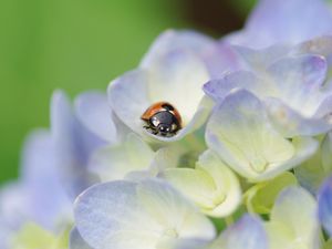 Preview wallpaper ladybug, grass, flowers, crawling, insect