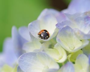 Preview wallpaper ladybug, grass, flowers, crawling, insect