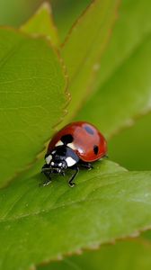 Preview wallpaper ladybug, grass, insect, summer