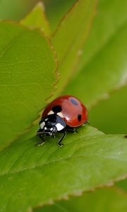 Preview wallpaper ladybug, grass, insect, summer