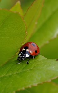 Preview wallpaper ladybug, grass, insect, summer