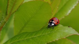 Preview wallpaper ladybug, grass, insect, summer