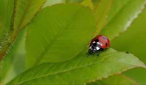 Preview wallpaper ladybug, grass, insect, summer