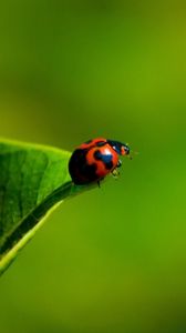 Preview wallpaper ladybug, grass, insect