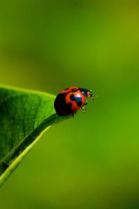 Preview wallpaper ladybug, grass, insect