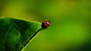 Preview wallpaper ladybug, grass, insect