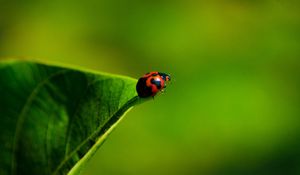 Preview wallpaper ladybug, grass, insect