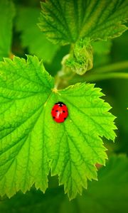 Preview wallpaper ladybug, grass, leaves