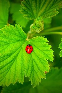 Preview wallpaper ladybug, grass, leaves