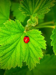 Preview wallpaper ladybug, grass, leaves