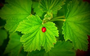 Preview wallpaper ladybug, grass, leaves