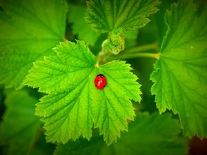 Preview wallpaper ladybug, grass, leaves