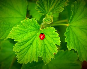 Preview wallpaper ladybug, grass, leaves