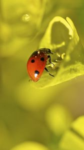 Preview wallpaper ladybug, grass, leaves, plant