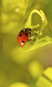 Preview wallpaper ladybug, grass, leaves, plant