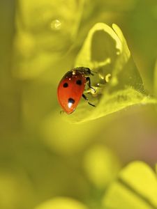 Preview wallpaper ladybug, grass, leaves, plant