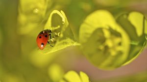 Preview wallpaper ladybug, grass, leaves, plant