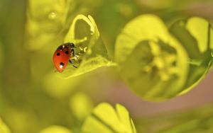 Preview wallpaper ladybug, grass, leaves, plant