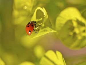 Preview wallpaper ladybug, grass, leaves, plant