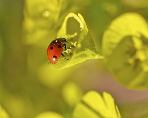 Preview wallpaper ladybug, grass, leaves, plant