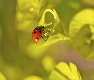 Preview wallpaper ladybug, grass, leaves, plant