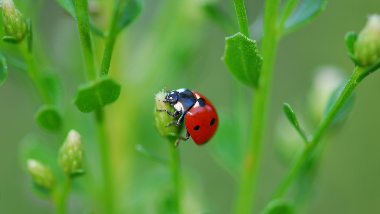 Wallpaper ladybug, grass, leaves, plant, climbing, insect