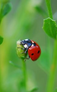 Preview wallpaper ladybug, grass, leaves, plant, climbing, insect