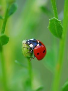 Preview wallpaper ladybug, grass, leaves, plant, climbing, insect