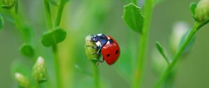 Preview wallpaper ladybug, grass, leaves, plant, climbing, insect