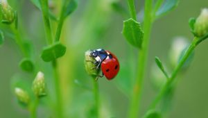 Preview wallpaper ladybug, grass, leaves, plant, climbing, insect