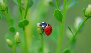 Preview wallpaper ladybug, grass, leaves, plant, climbing, insect