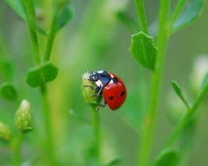 Preview wallpaper ladybug, grass, leaves, plant, climbing, insect